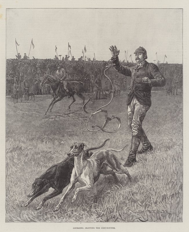 Coursing, uklouznutí Greyhoundů od S.T. Dadd