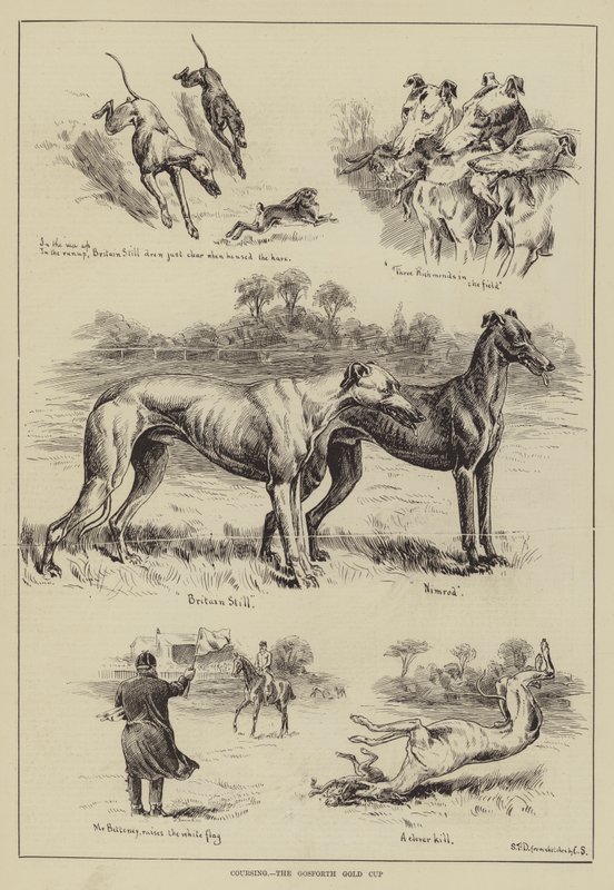 Coursing, Gosforth Gold Cup od S.T. Dadd