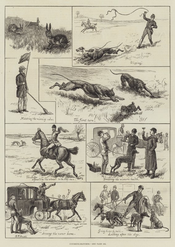 Coursing-Matches (rytina) od S.T. (after) Dadd