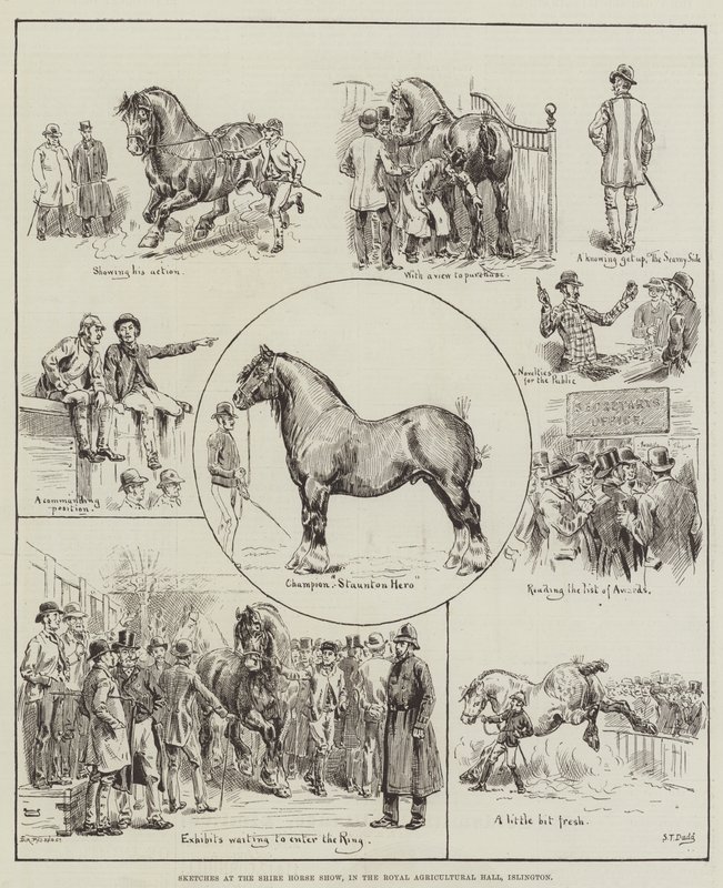 Náčrtky na Shire Horse Show, v Royal Agricultural Hall, Islington od S.T. Dadd