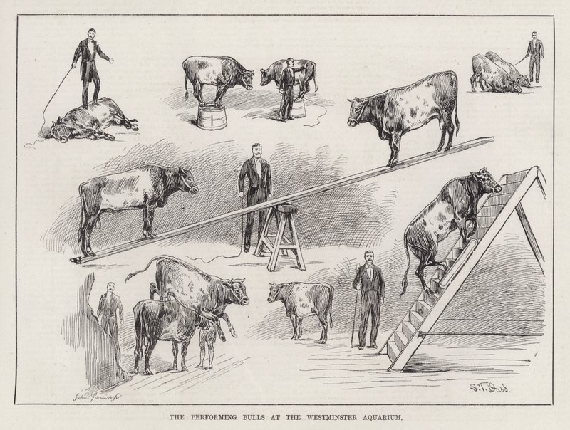 The Performing Bulls at the Westminster Aquarium (rytina) od S. T. Dadd