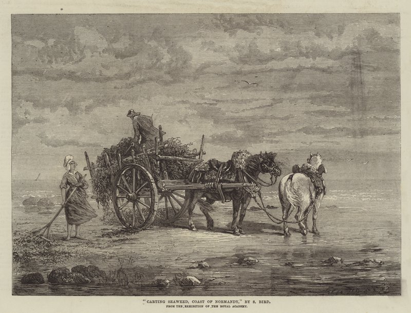 Carting mořské řasy, pobřeží Normandie, z výstavy Královské akademie od Samuel C. Bird