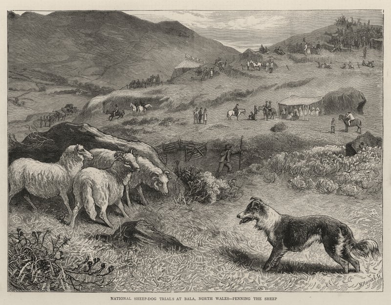 Národní zkoušky ovčáků v Bala, Severní Wales, Penning the Sheep od Samuel Edmund Waller