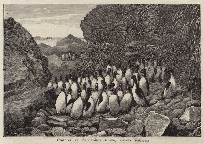 Tučňáci na nepřístupném ostrově, Tristan DA cunha od Samuel Edmund Waller