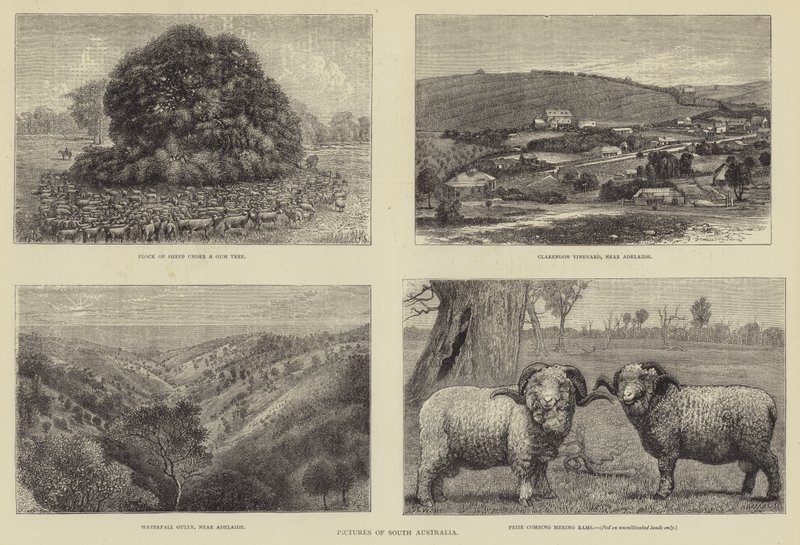 Obrázky jižní Austrálie od Samuel Edmund Waller