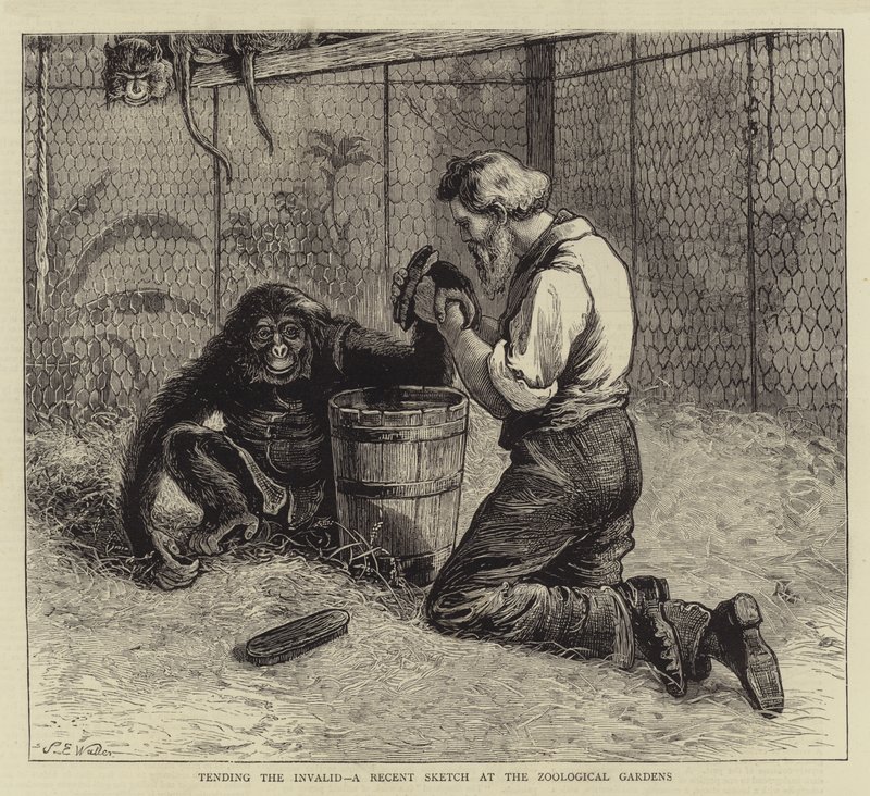 Tending the Invalid, nedávný náčrt v zoologické zahradě od Samuel Edmund Waller