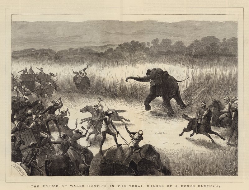 Princ z Walesu na lovu v Terai, Charge of a Rogue Elephant (Charge of a Rogue Elephant) od Samuel Edmund Waller