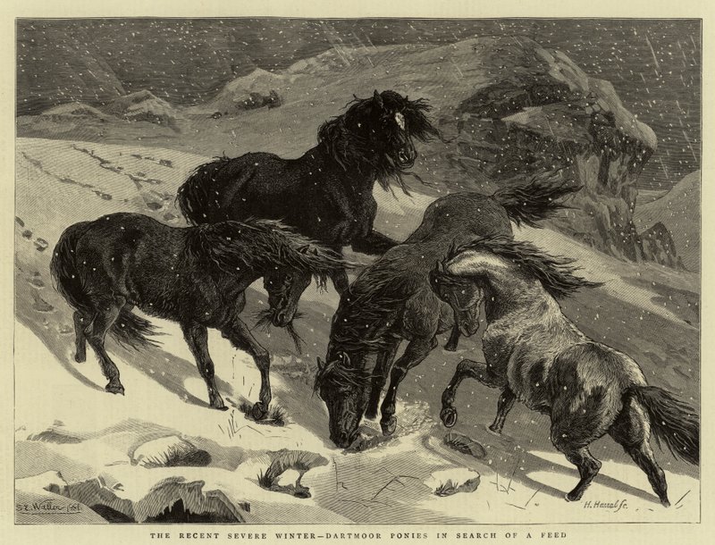 Nedávná krutá zima, Dartmoorští poníci hledají potravu od Samuel Edmund Waller