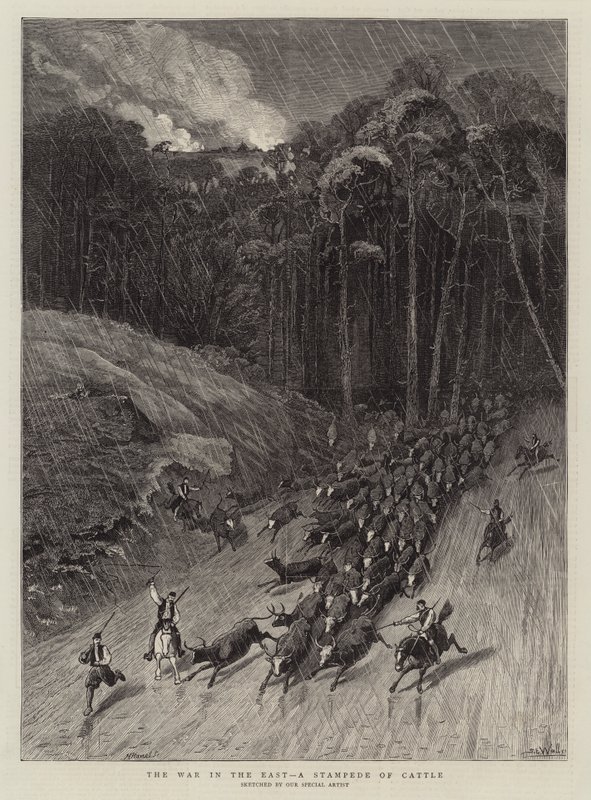 Válka na východě, Stampede dobytka od Samuel Edmund Waller