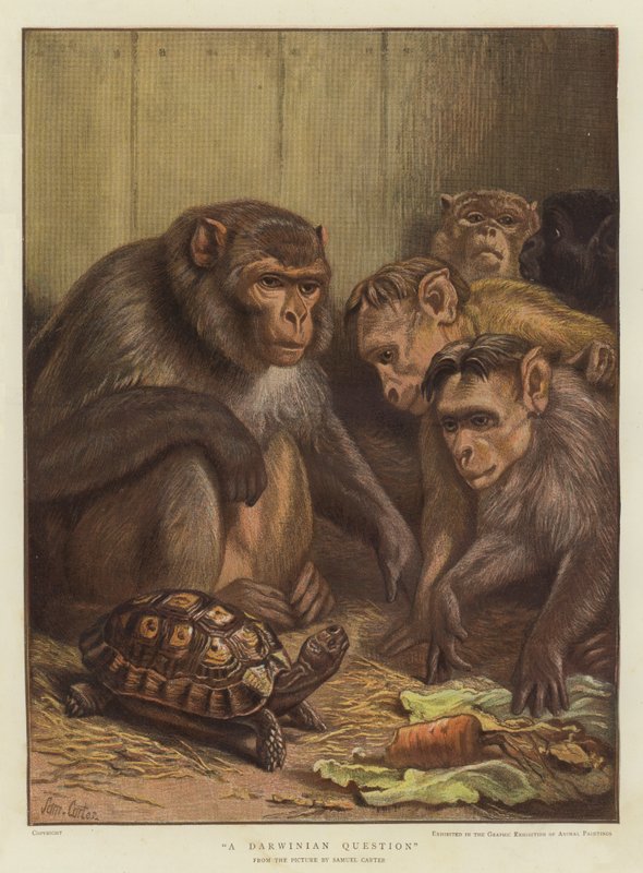 Darwinovská otázka (chromolitho) od Samuel John Carter