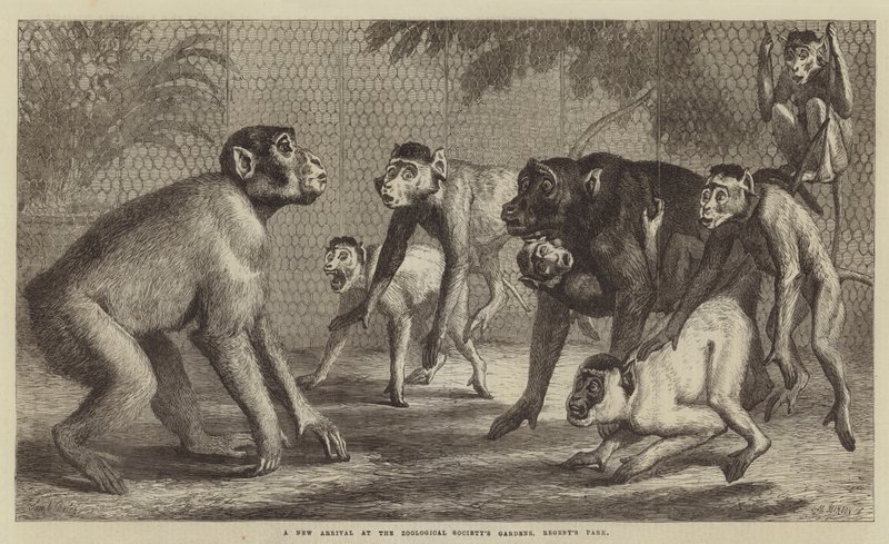Nový přírůstek v zahradách Zoologické společnosti v Regent