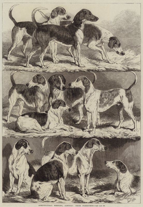 Zemědělské setkání, Lincoln, Cena Foxhoundů od Samuel John Carter