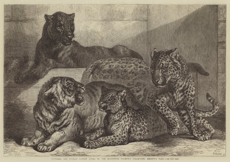 Leopardi a tygřice nedávno přibyli do sbírky Zoologické společnosti, Regent