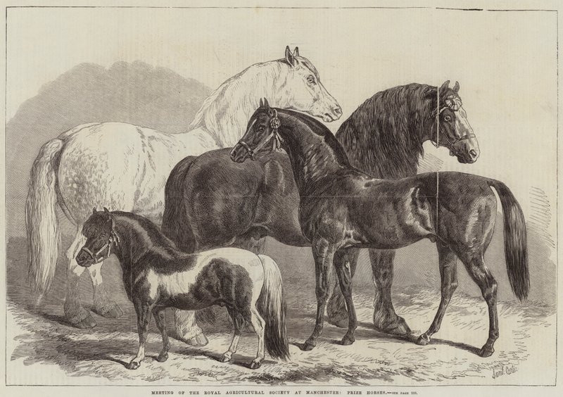 Setkání Královské zemědělské společnosti v Manchesteru, Prize Horses od Samuel John Carter