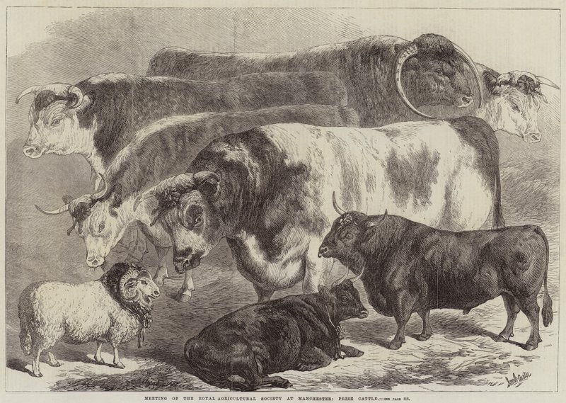 Setkání Královské zemědělské společnosti v Manchesteru, Prize Cattle od Samuel John Carter