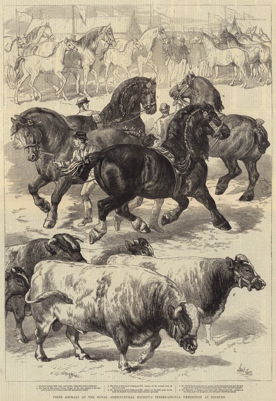 Cena zvířat na mezinárodní výstavě Royal Agricultural Society v Kilburnu od Samuel John Carter