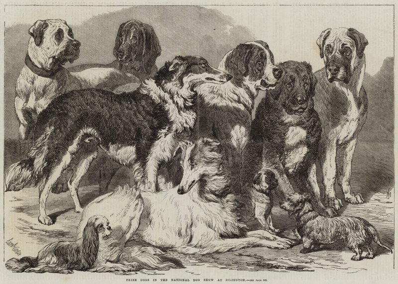 Ocenění psi na Národní výstavě psů v Islingtonu od Samuel John Carter