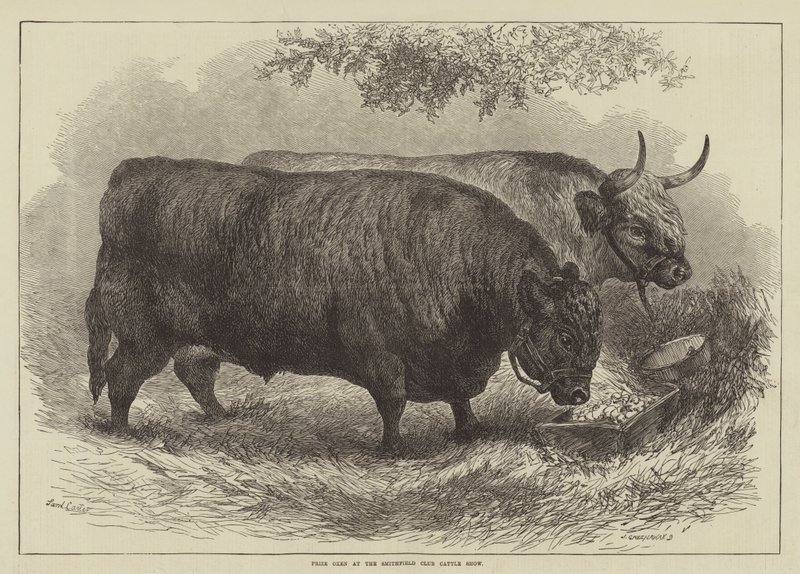 Oceňte voly na Smithfield Club Cattle Show od Samuel John Carter