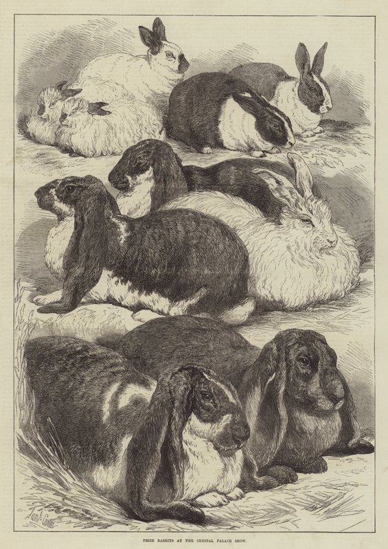 Prize Rabbits na Crystal Palace Show od Samuel John Carter
