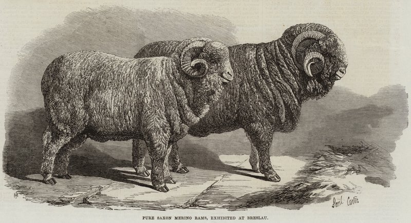 Pure Saxon Merino Rams, vystavený v Breslau od Samuel John Carter