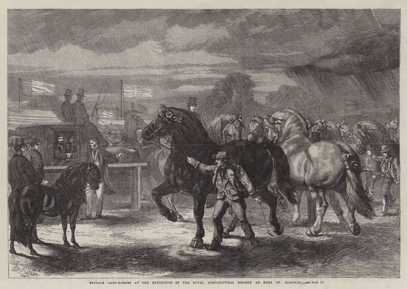 Suffolk Cart-Horses na výstavě Royal Agricultural Society v Bury St Edmunds od Samuel John Carter