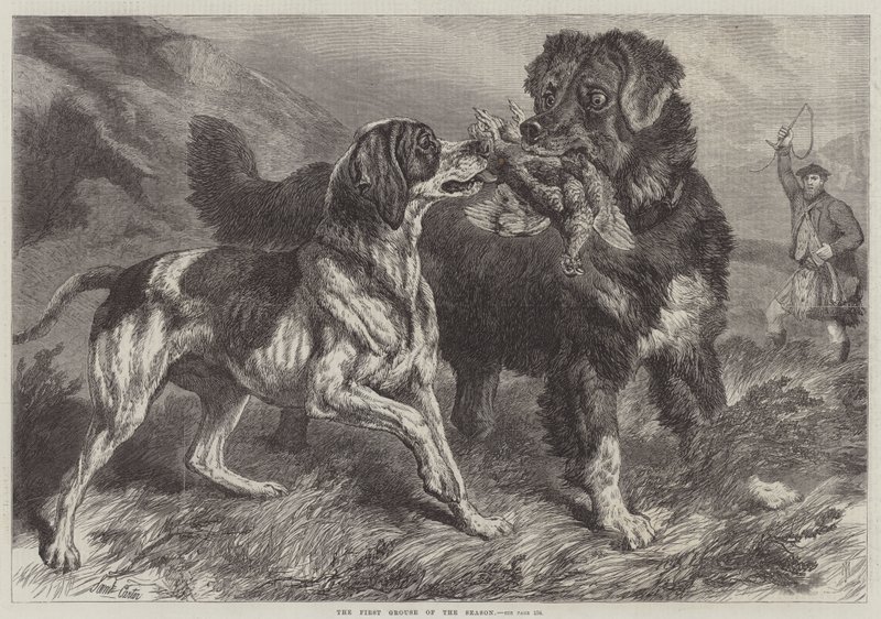 První tetřev sezóny od Samuel John Carter