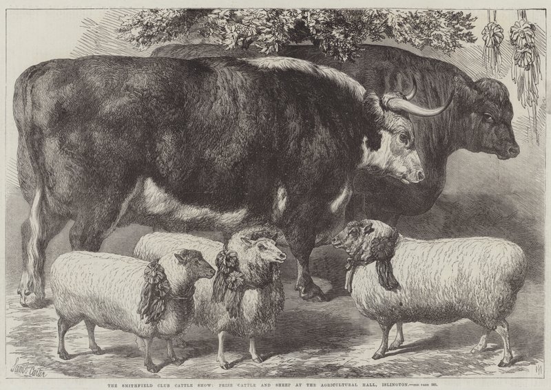 Smithfield Club Cattle Show, cena skotu a ovcí v Agricultural Hall, Islington od Samuel John Carter