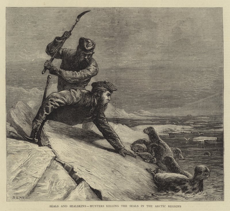 Tuleni a tulení kůže, lovci zabíjející tuleně v arktických oblastech od Samuel Edmund Waller