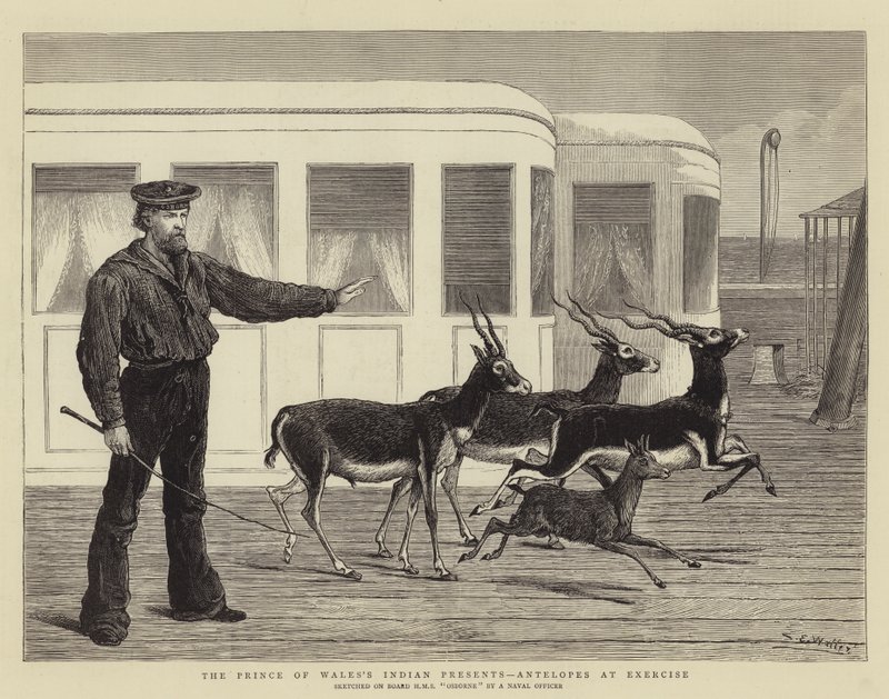 Indiánské dárky prince z Walesu, antilopy při cvičení od Samuel Edmund Waller