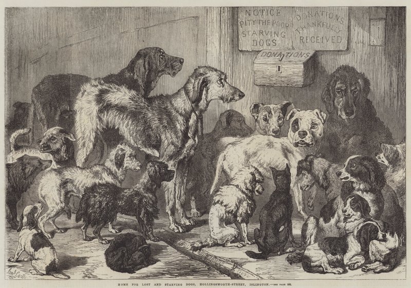 Domov pro ztracené a hladovějící psy, Hollingsworth-Street, Islington od Samuel John Carter
