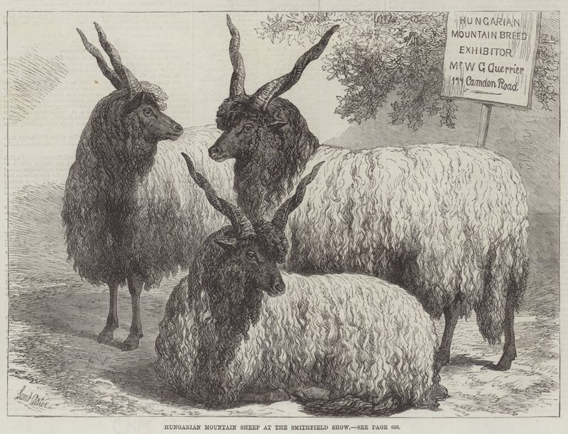 Maďarské horské ovce na Smithfield Show od Samuel John Carter