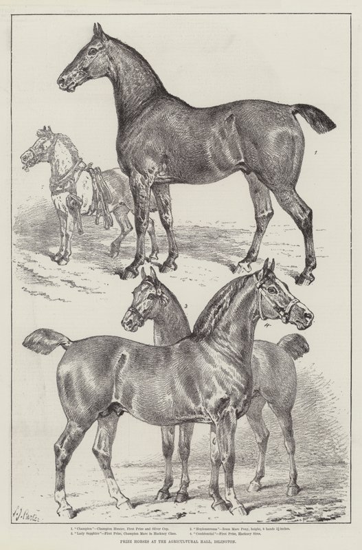 Prize Horses v Agricultural Hall, Islington od Samuel John Carter