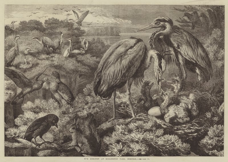 Heronry v Didlington Park, Norfolk od Samuel John Carter