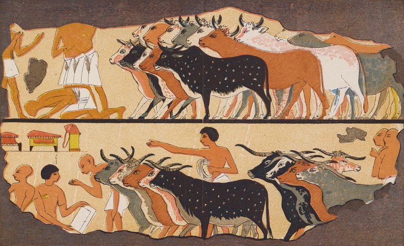 Skot, starověký Egypt (barevná litografie) od School Egyptian