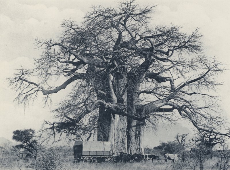 Strom baobab (černobílá fotografie) od South African Photographer