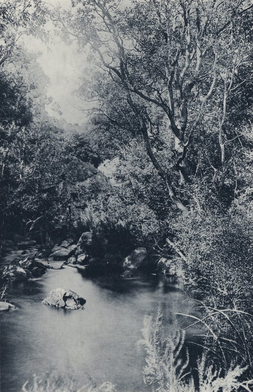 A Fairy Scene, poblíž Witpoortje (č/b foto) od South African Photographer