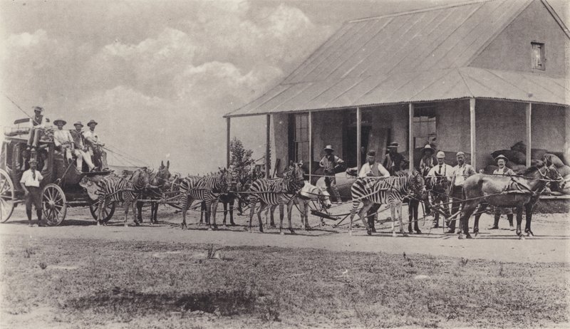 Nový dopravní prostředek, zebry k kreslení poštovního autobusu (černobílá fotografie) od South African Photographer