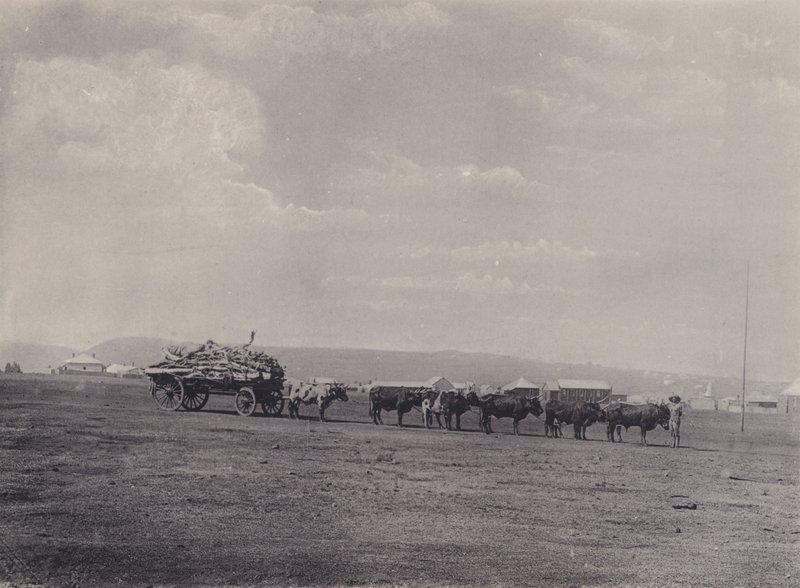 An Ox-Wagon (černobílá fotografie) od South African Photographer