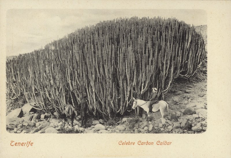 Muži si prohlížejí slavný kaktus v Cardonu na Tenerife (čb fotografie) od Spanish Photographer