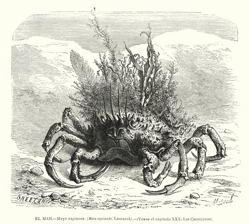 Evropský pavoučí krab (Maja squinado) (litho) od Spanish School