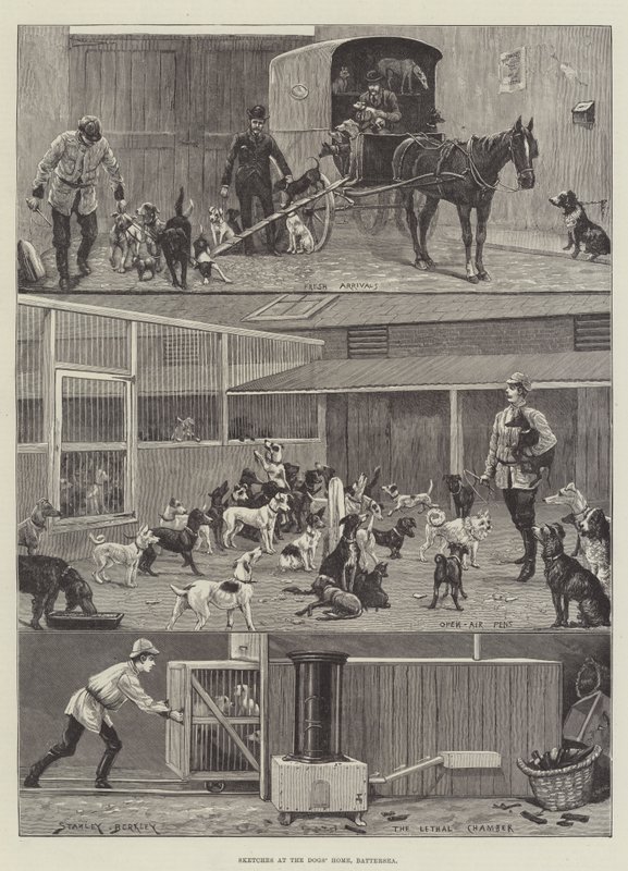 Skicy v psím domově v Battersea od Stanley Berkeley