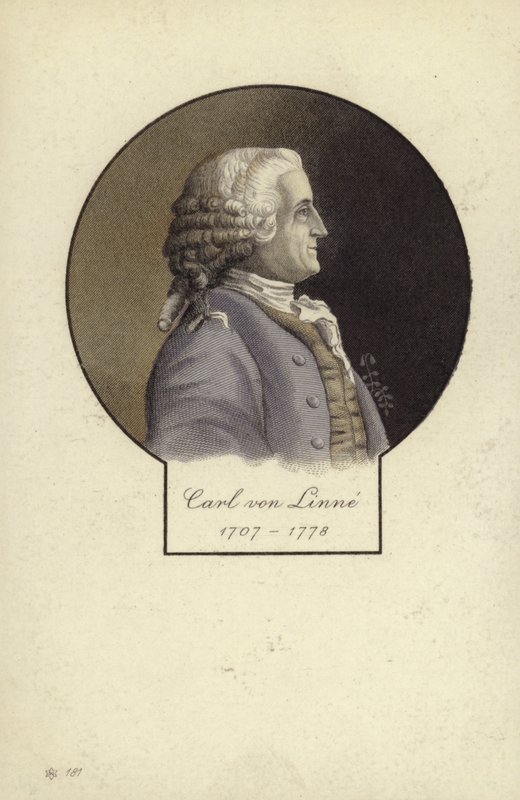 Carl Linné (1707-1778), švédský botanik a zoolog od Swedish School