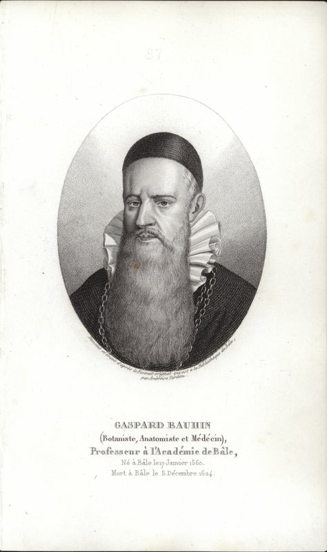 Gaspard Bauhin od Swiss School