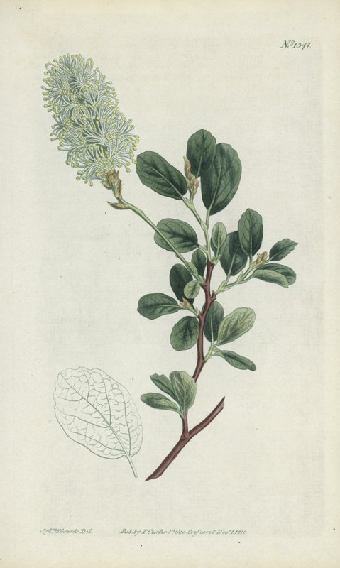 Botanická rytina od Sydenham Teast Edwards