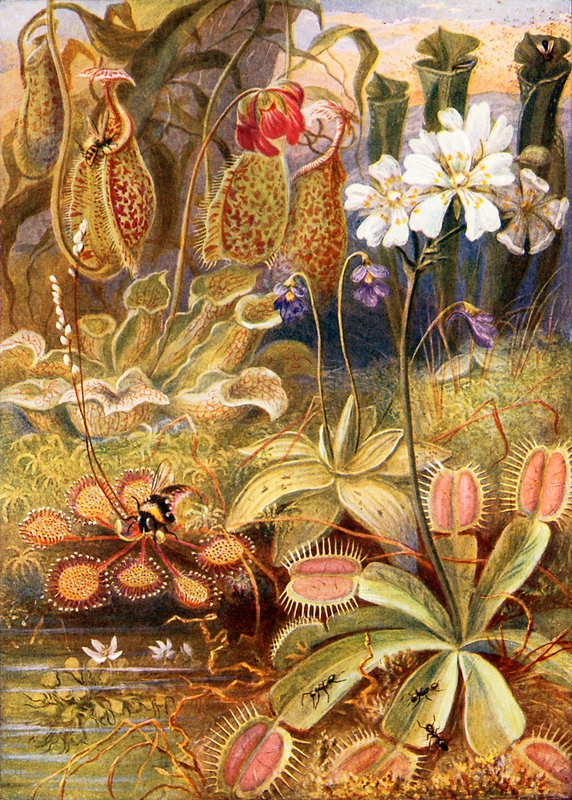 Skupina masožravých rostlin, ilustrace z 