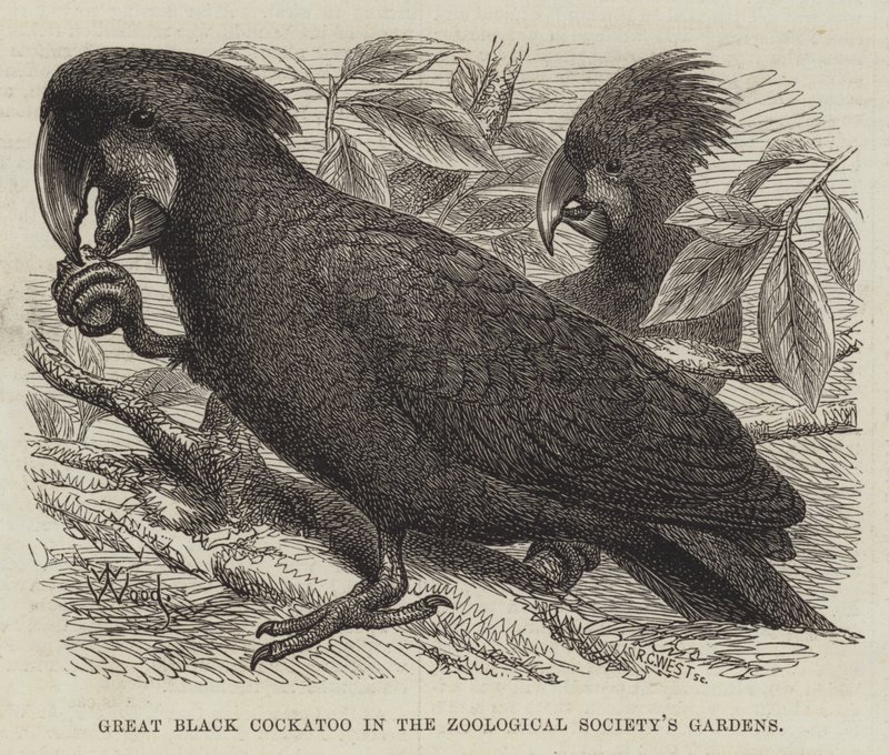 Kakadu velký černý v zahradách Zoologické společnosti od Thomas W. Wood