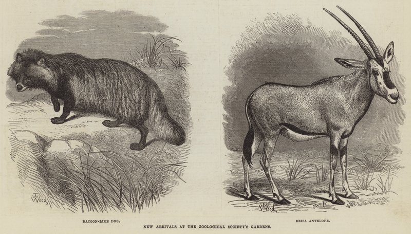 Nové přírůstky v zahradách Zoologické společnosti od Thomas W. Wood