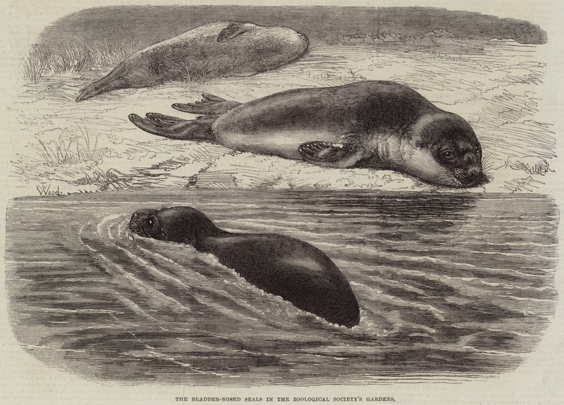 Tuleni měchýřkonosí v zahradách Zoologické společnosti od Thomas W. Wood