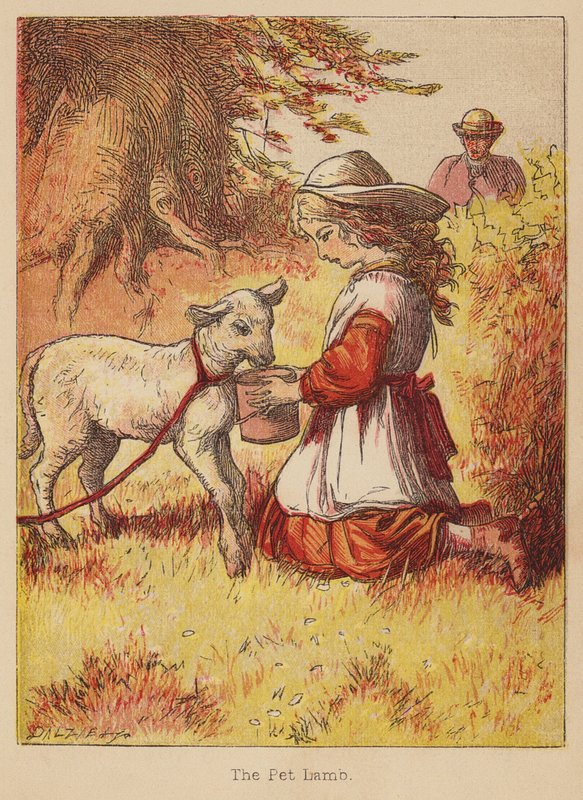 Beránek (kolorovaná rytina) od Thomas Dalziel