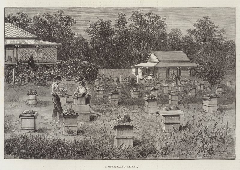 Queenslandský včelín od Thomas Harrington Wilson